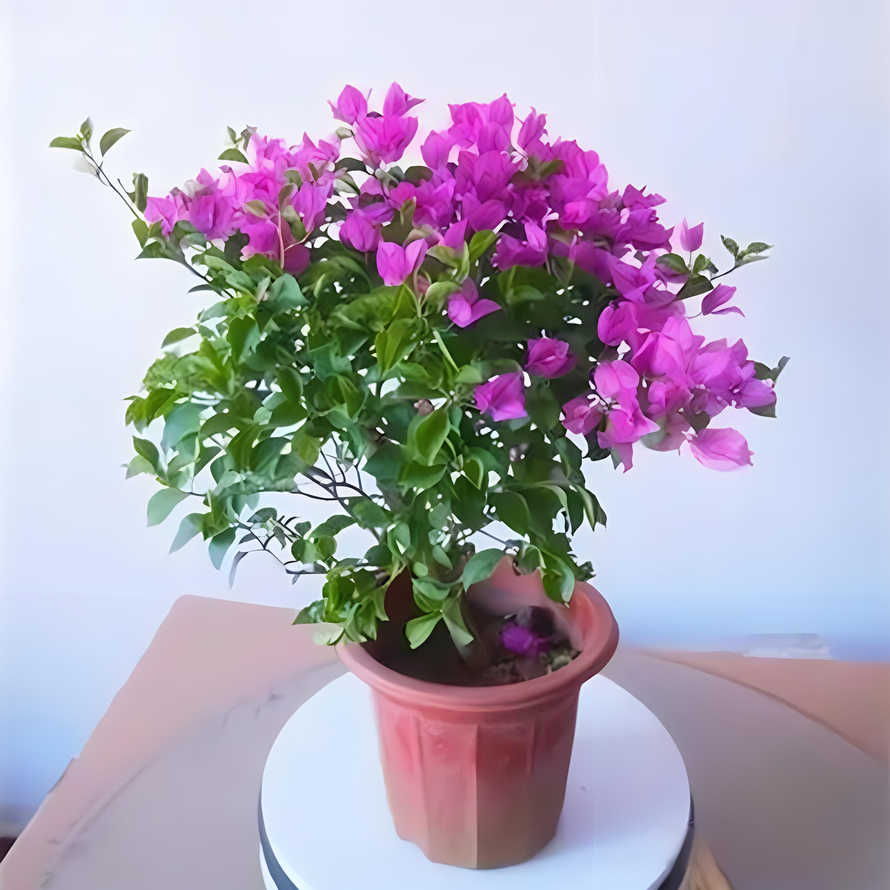 黄胖子系列 色情少妇淫图